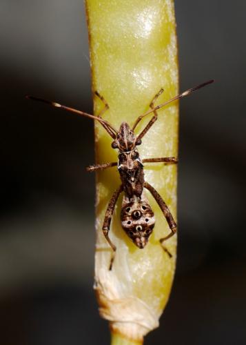Réf. 188 120 : Camptopus lateralis